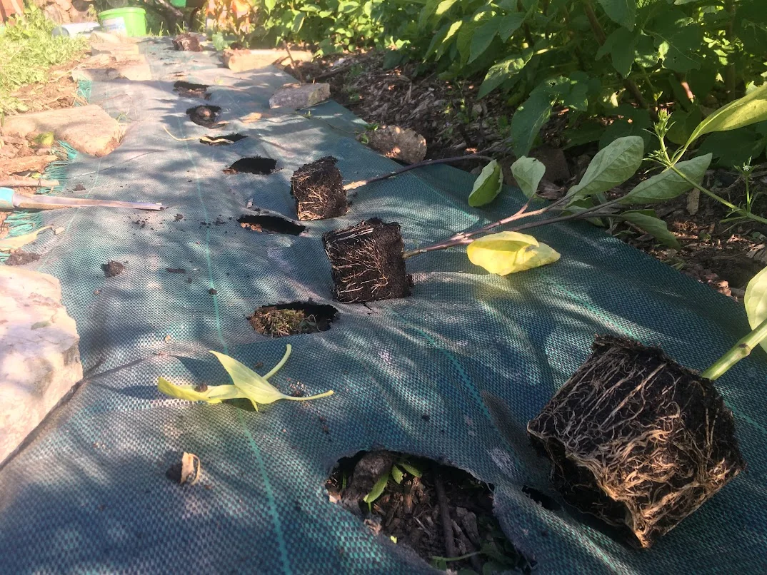 Des plants en motte sont disposés près d’ouvertures dans une toile au sol.
